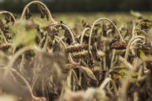 How to dry and save seeds