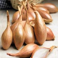Growing Shallots in North America