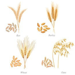 Maslins the real ancient grains