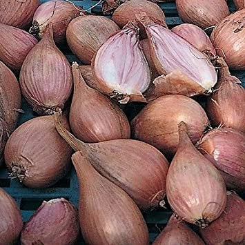 French heirloom shallot