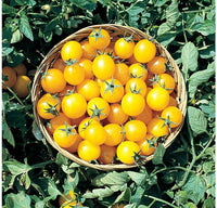 Yellowhead tomatoes