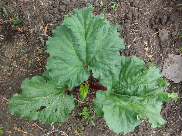 Green Witches Perpetual Rhubarb