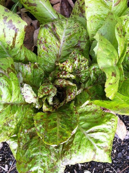 Heirloom freckled romaine lettuce