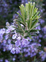 Open pollenated Rosemary