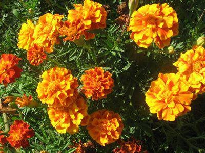 Brocade Marigold