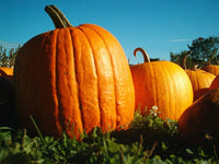 Large field pumpkin