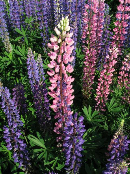 Russell's lupin blend
