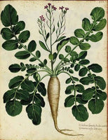 Extra Large Parsnip Seed - Gladiator Organic