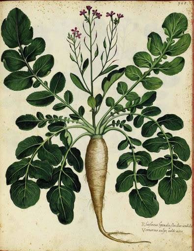 Extra Large Parsnip Seed - Gladiator Organic
