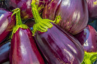 Open Pollenated Eggplant