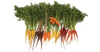 Organic Rainbow Carrot Blend