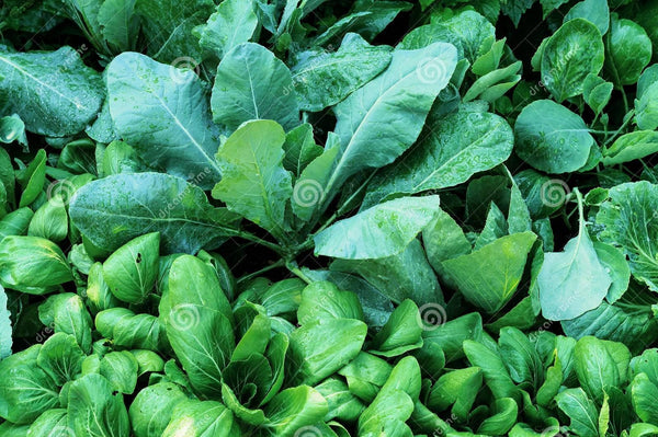Asian Cold Weather Greens Mix