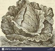 Early Jersey Wakefield Cabbage