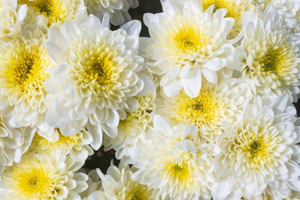 French White Chrysanthemum